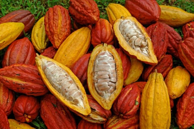 Paso Del Mango. Cacao Experience. - Booking and Cancellation