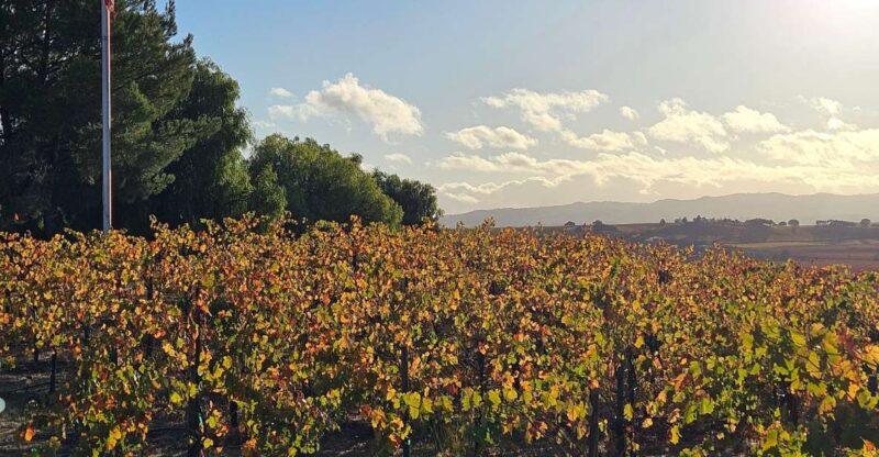 Paso Robles Full-Day Winery Tour With Picnic - Notable Wineries
