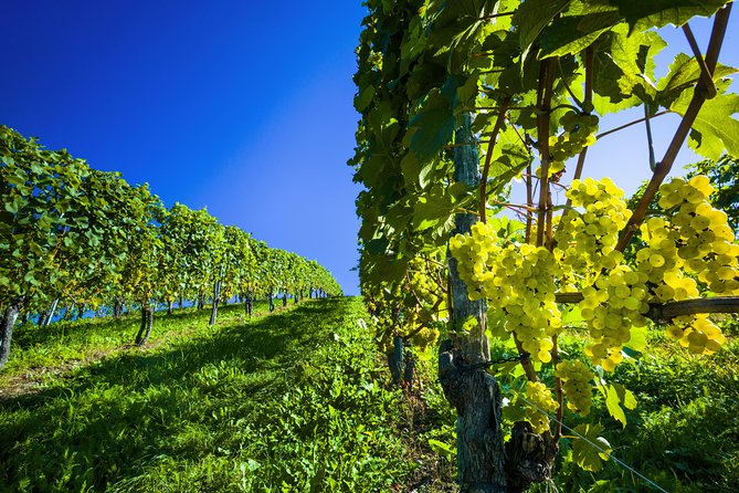 Paso Robles Wine Adventure With Pickup From Atascadero, CA - Customer Reviews