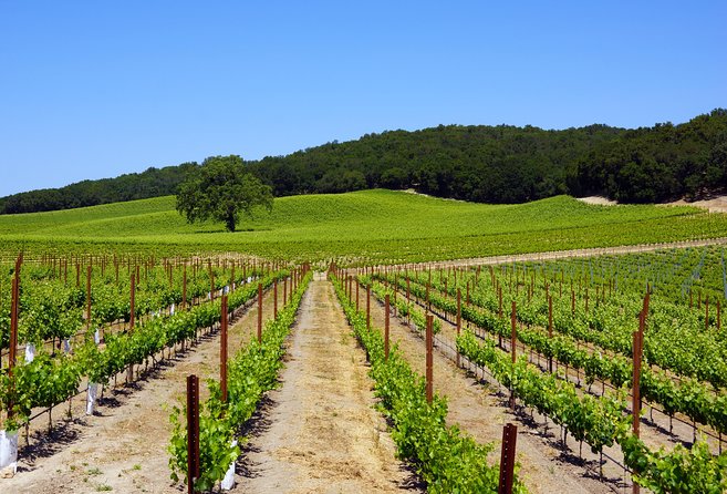 Paso Robles Wine Adventure With Pickup From Atascadero, CA - Winery Tour and Tasting Lesson