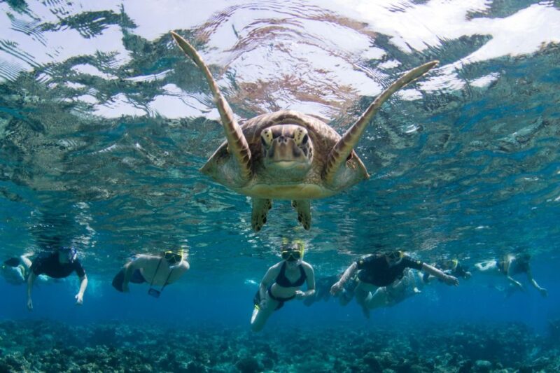 Passions of Paradise Be A Marine Bio for the Day! - Key Points