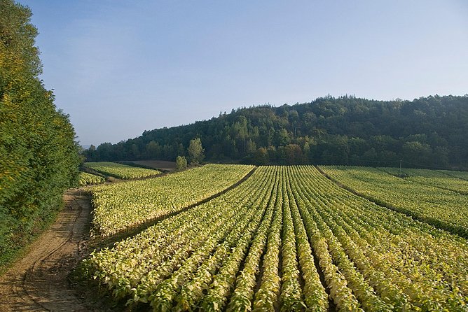 Pasta Making Class in the Vineyard With Wine Tour RM Countryside - Winery Tour and Tasting