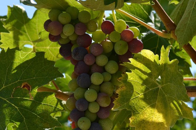 Pasta Making Class in the Vineyard With Wine Tour RM Countryside - Savory Meal Highlights
