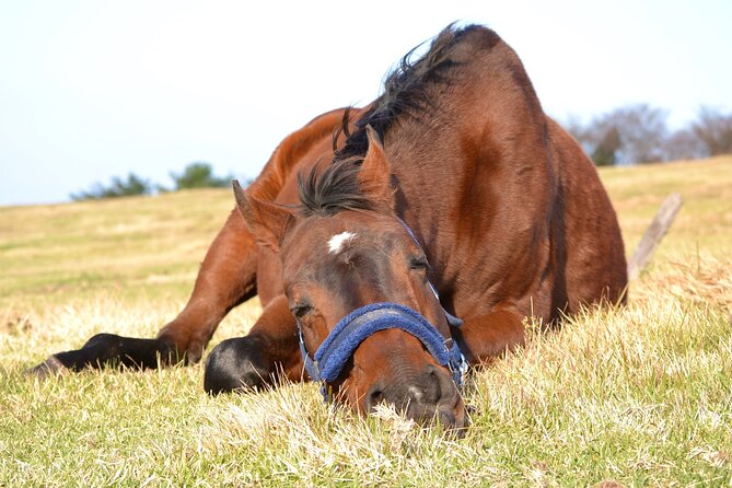 Pasture Hike With Horse Whisperer at Horse Trust in Kagoshima - Highlights of the Experience
