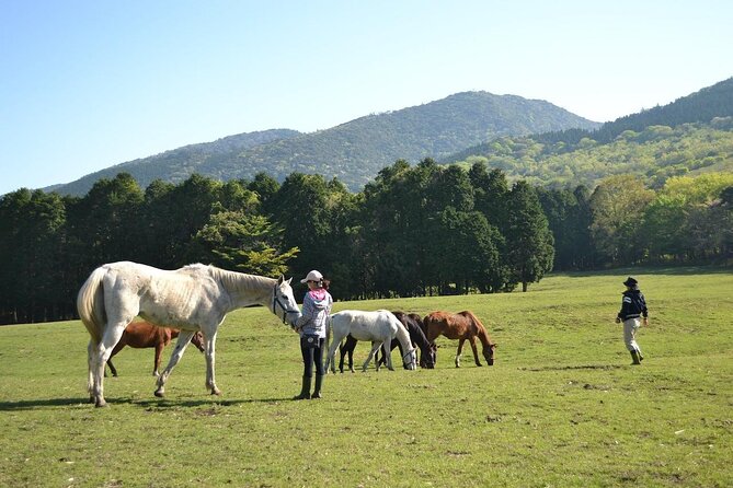 Pasture Hike With Horse Whisperer at Horse Trust in Kagoshima - Connecting With the Horse Whisperer