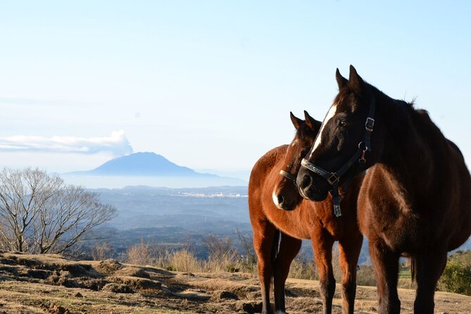 Pasture Hike With Horse Whisperer at Horse Trust in Kagoshima - Experiencing the Tranquility of Nature