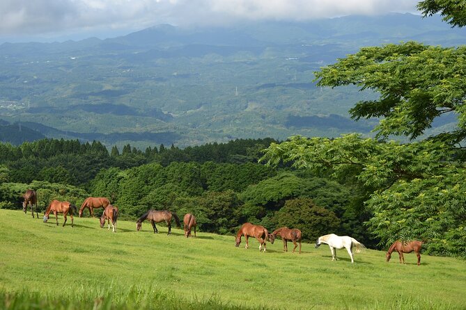 Pasture Hike With Horse Whisperer at Horse Trust in Kagoshima - Navigating the Scenic Route to Kirishima