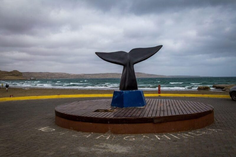 Patagonia: Peninsula Valdes Whale Watching - Encountering Rich Biodiversity