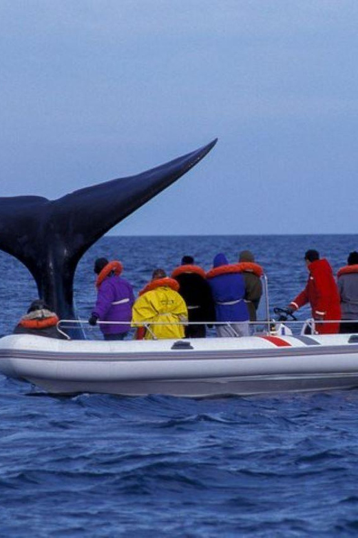 Patagonia: Peninsula Valdes Whale Watching - Frequently Asked Questions