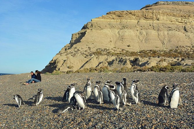 Patagonia Ranch and El Pedral Penguin Colony Tour From Puerto Madryn - Meeting and Transportation