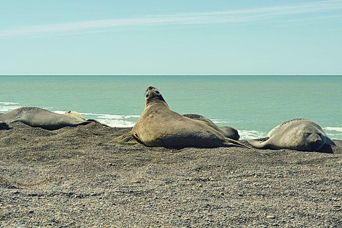 Patagonia Ranch and El Pedral Penguin Colony Tour From Puerto Madryn - Guided Penguin Reserve Tour