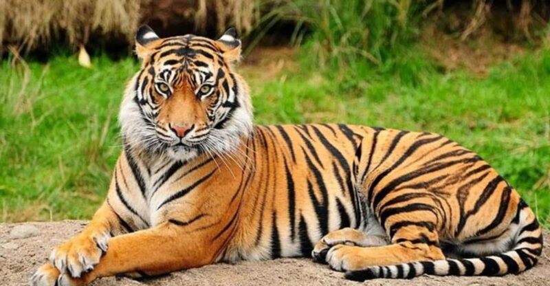 Patan: Patan Durbar, Central Zoo & Godawari Botanical Garden - Key Points