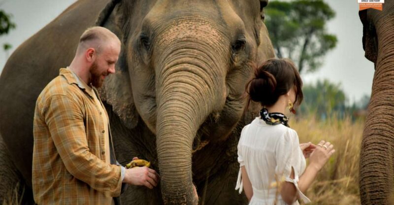 Pattaya: Elephant Jungle Sanctuary Half-Day Tour With Meal - Ethical Elephant Encounters