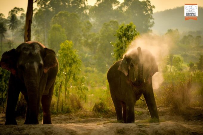 Pattaya: Elephant Jungle Sanctuary Half-Day Tour With Meal - Sustainable Environment and Elephant Care