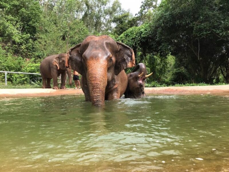 Pattaya : Ethical Elephant Sanctuary Interactive Tour - Key Points