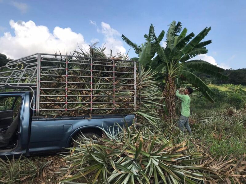 Pattaya : Ethical Elephant Sanctuary Interactive Tour - Important Information