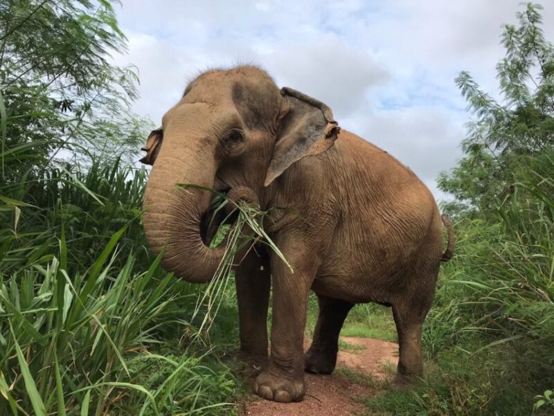 Pattaya : Ethical Elephant Sanctuary Interactive Tour - Customer Feedback