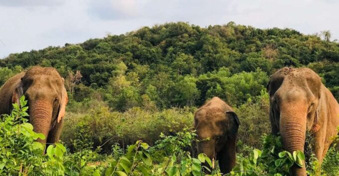Pattaya : Ethical Elephant Sanctuary Interactive Tour - Elephant Rescue Mission