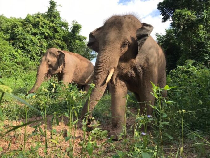 Pattaya : Ethical Elephant Sanctuary Interactive Tour - Memorable Interactions