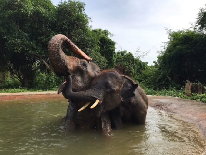 Pattaya : Ethical Elephant Sanctuary Interactive Tour - Frequently Asked Questions