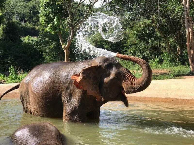 Pattaya: Ethical Elephant Sanctuary Interactive Tour - Key Points