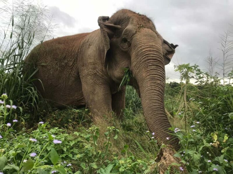Pattaya: Ethical Elephant Sanctuary Interactive Tour - An In-Depth Look at the Pattaya Elephant Sanctuary Tour