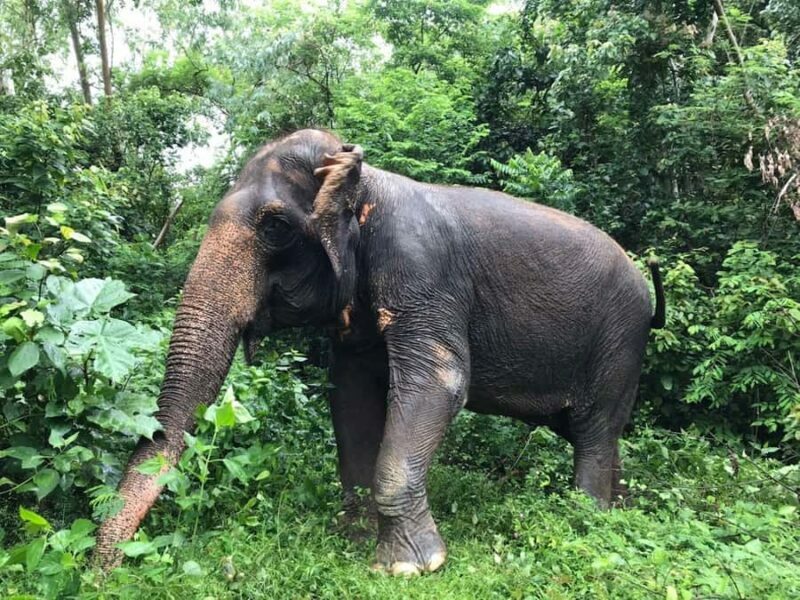 Pattaya: Ethical Elephant Sanctuary Interactive Tour - Important Considerations
