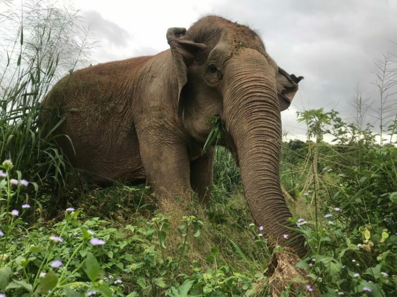Pattaya: Ethical Elephant Sanctuary Interactive Tour - FAQ