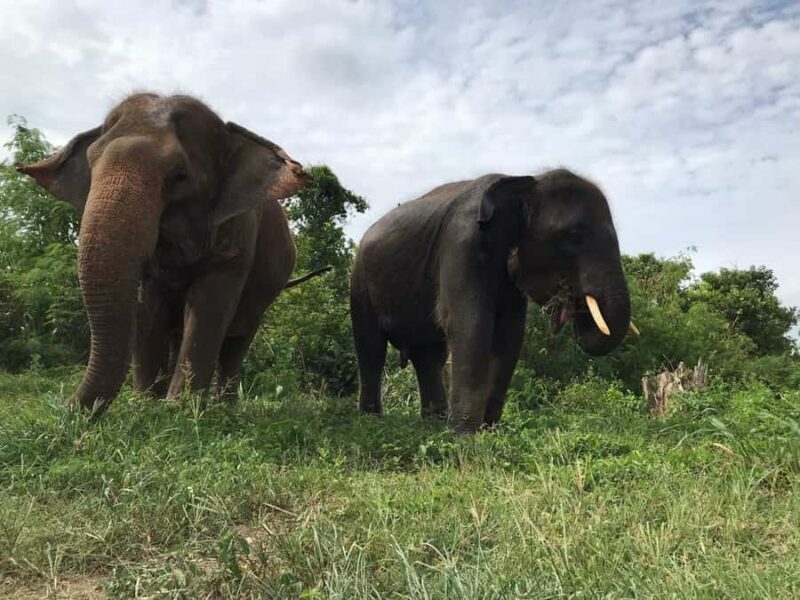 Pattaya: Ethical Elephant Sanctuary Interactive Tour - Final Thoughts