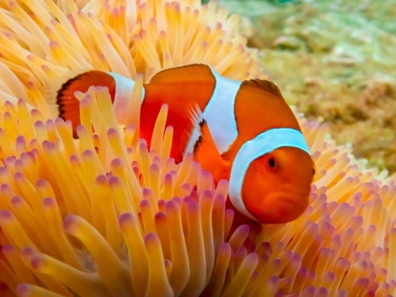 Pattaya: Nemo Island Experience With Drone Photos and Lunch - Key Points