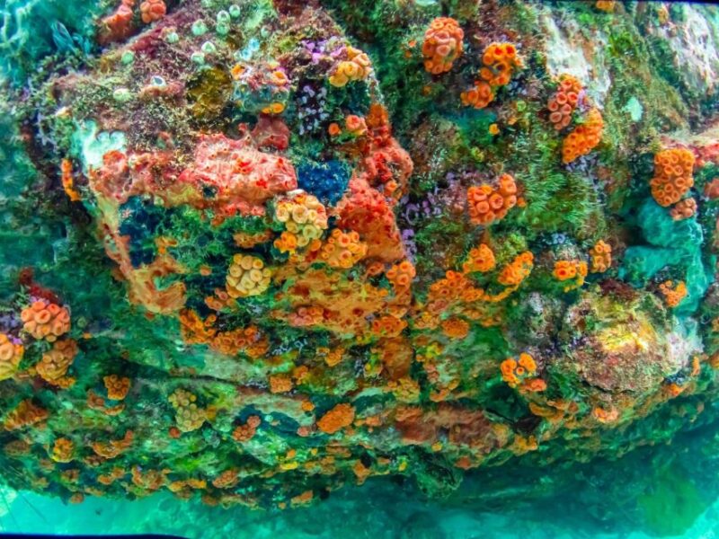 Pattaya: Nemo Island Experience With Drone Photos and Lunch - Itinerary and Experience