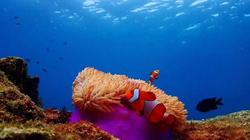 Pattaya: Nemo Island Experience With Drone Photos and Lunch - Important Information