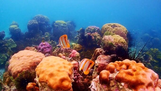 Pattaya: Nemo Island Experience With Drone Photos and Lunch - Recap