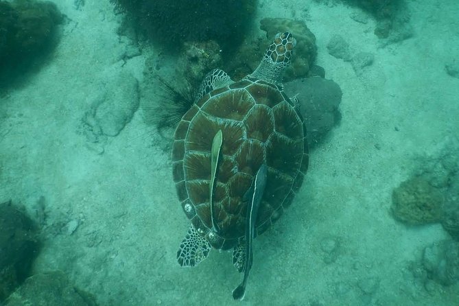 Pattaya PADI Scuba Diving Two Exciting Try Dives With PADI Instructor in Pattaya - Inclusions and Pickup Time