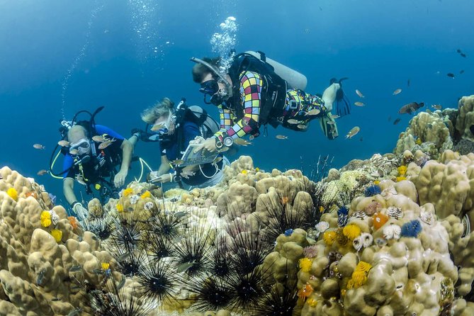 Pattaya Professional Diving - Key Points