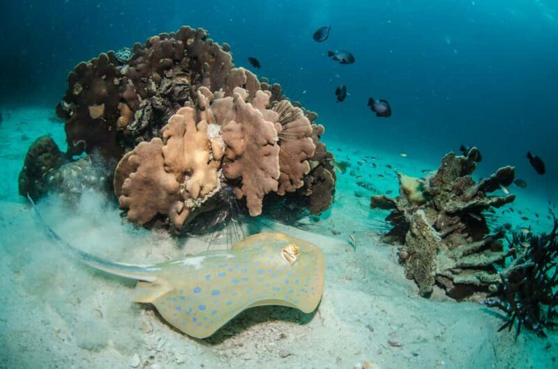 Pattaya: Snorkeling and Scuba Diving (For First Timer) - Key Points