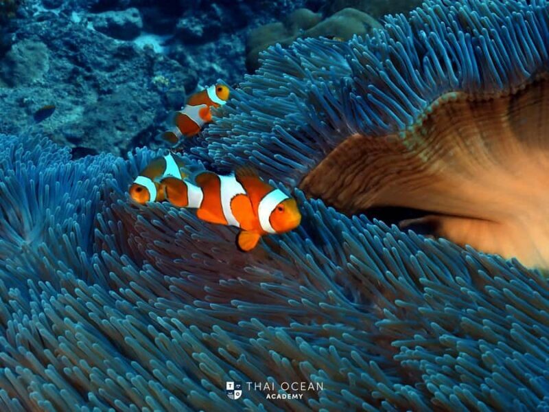 Pattaya: Snorkeling and Scuba Diving (For First Timer) - What the Tour Offers