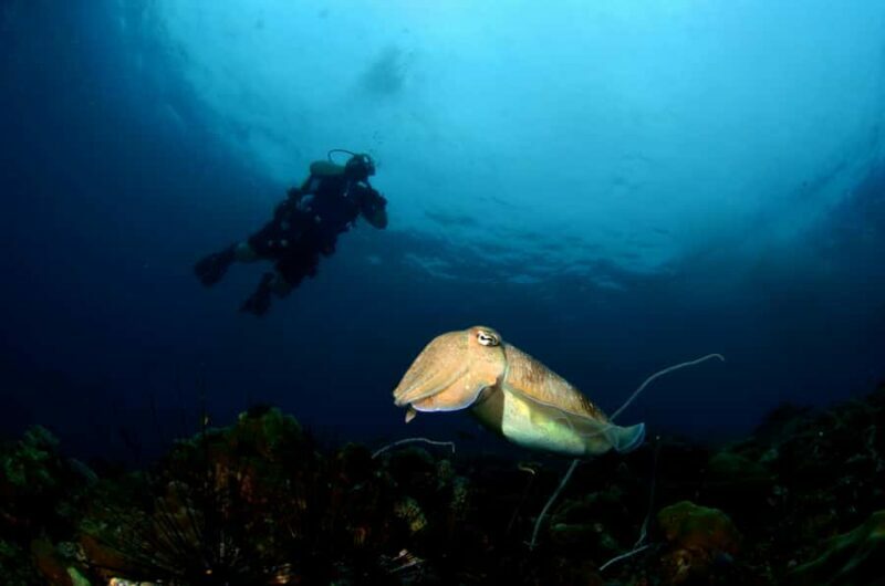 Pattaya: Snorkeling and Scuba Diving (For First Timer) - What Makes It Special