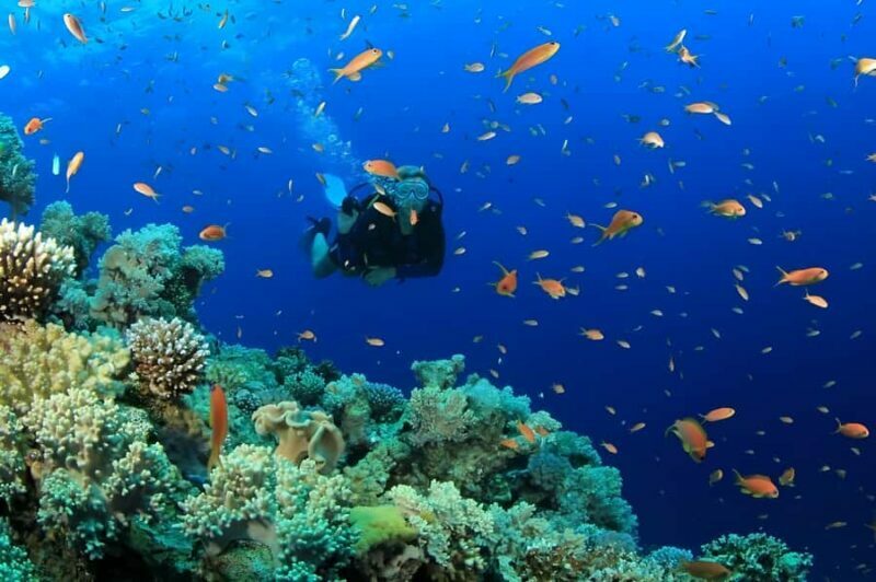 Pattaya: Snorkeling or Beginner Scuba Diving Tour with lunch - Exploring the Tour in Detail