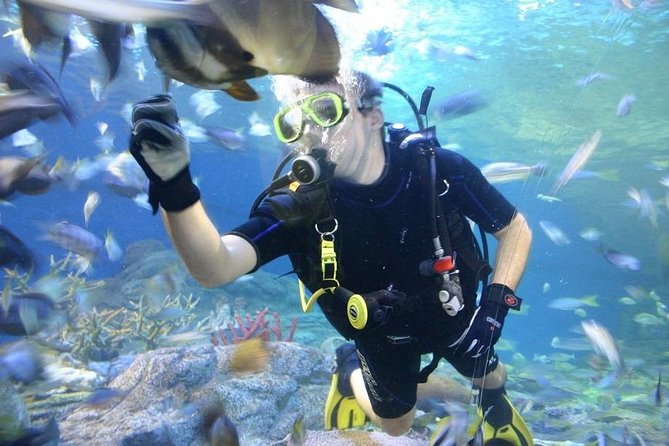 Pattaya Underwater World - Discover Ocean Treasures - Good To Know