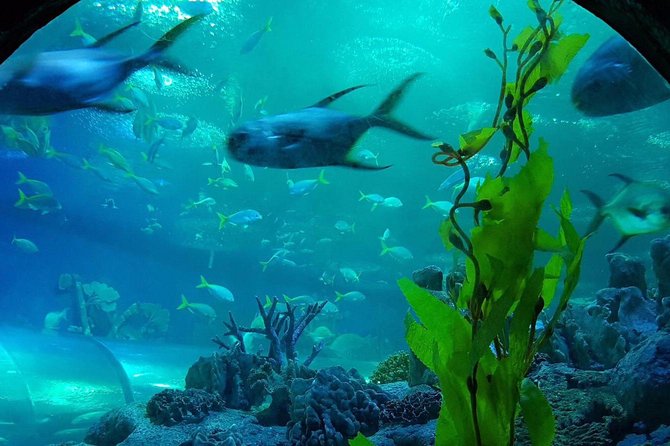 Pattaya Underwater World - Discover Ocean Treasures - Advance Booking Recommendations