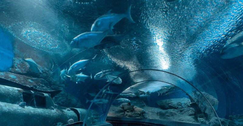 Pattaya: Underwater World Pattaya Aquarium Admission Ticket - Key Points