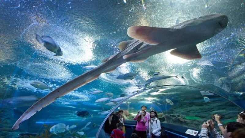 Pattaya: Underwater World Pattaya Aquarium Admission Ticket - Highlights of the Experience
