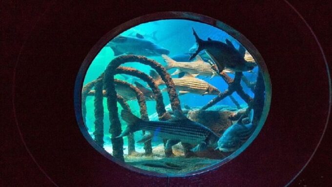 Pattaya: Underwater World Pattaya Aquarium Admission Ticket - Marine Life Zones