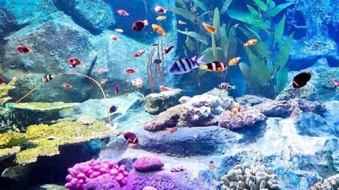 Pattaya: Underwater World Pattaya Aquarium Admission Ticket - Frequently Asked Questions