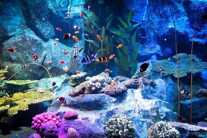 Pattaya Underwater World Tickets With Optional Hotel Pickup - Key Points