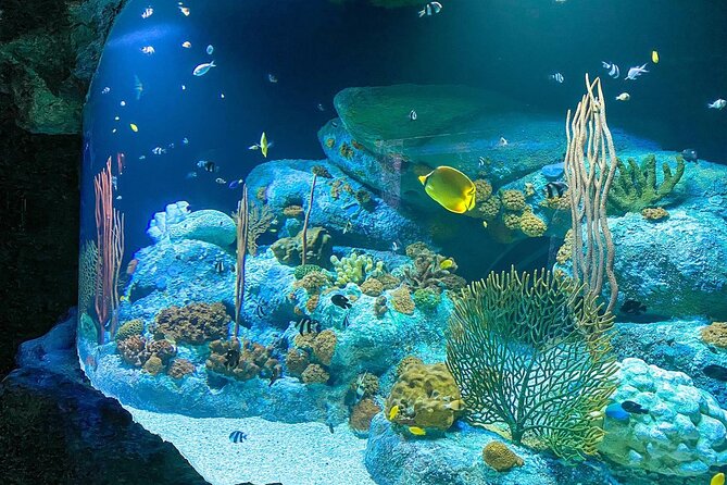 Pattaya Underwater World Tickets With Optional Hotel Pickup - Visitor Experience