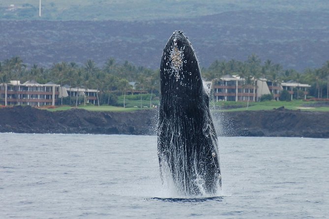 Pau Hana Sunset Cruise With the Whales - Accessibility and Suitability Details