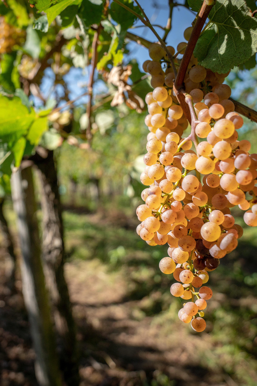 Pau - Suspicions in Jurançon - Winemaker Interaction