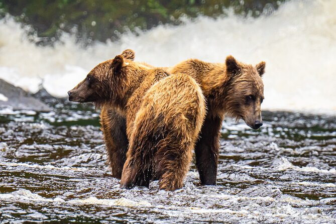 Peak Season Bear Viewing By Seaplane - Activity Details
